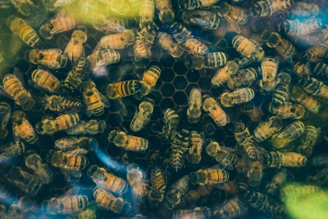 Honeybees cluster across a dark honeycomb.