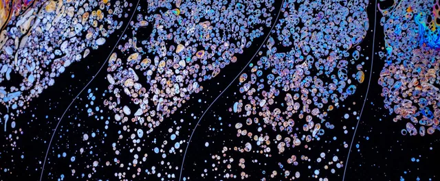 Branching dark lines divide clusters of iridescent bubbles.
