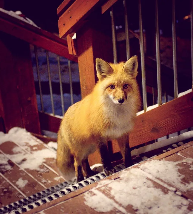 A red fox stands beside wooden steps dusted with snow.