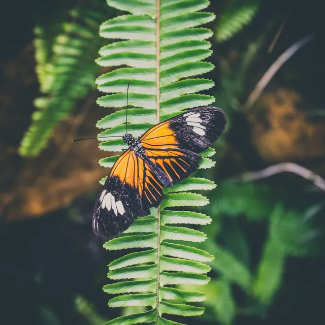 Two orange-and-black butterflies rest on a green fern frond.
