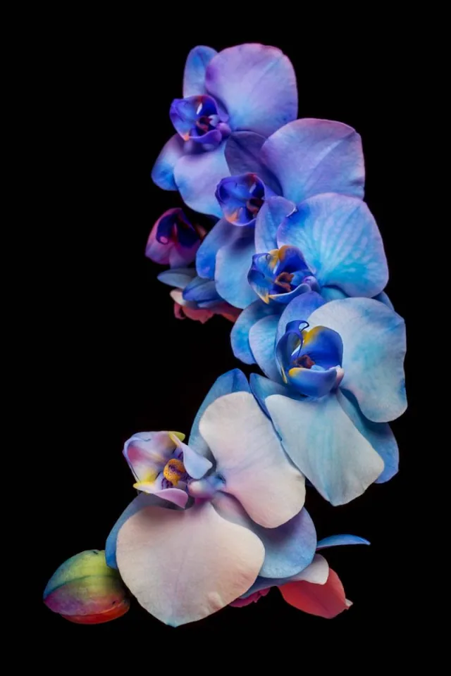 A stem of blue, violet, and pale pink orchids against black.