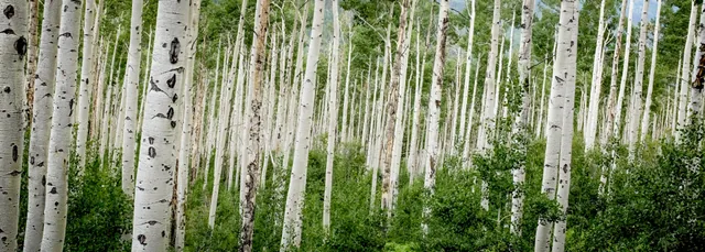 A panorama of slender white tree trunks among bright green leaves.